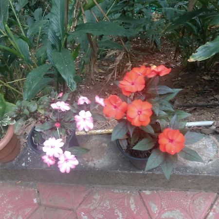 Mount Spring Valley Homestay تيكَدِيْ الغرفة الصورة